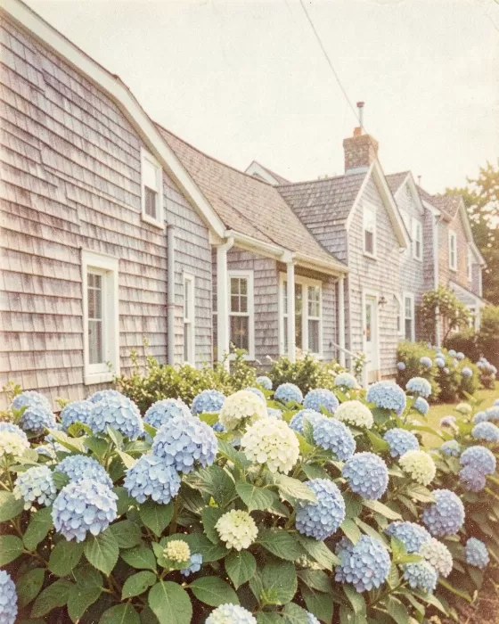 Hydrangea Lane
