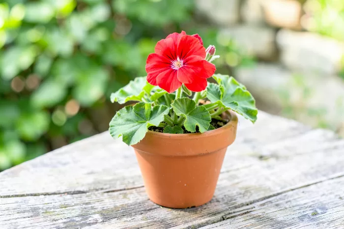Red Geranium