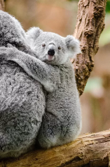 Koala On Moms Back