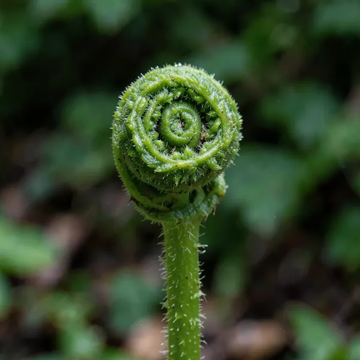 Coiled Green