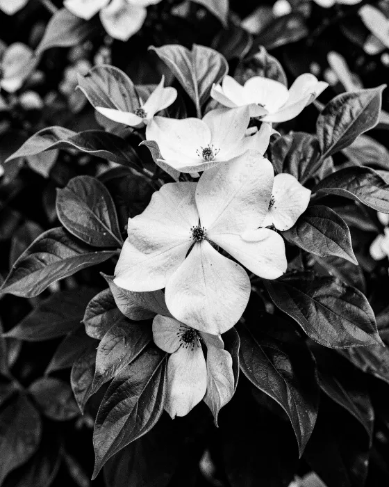 Dogwood Blossoms