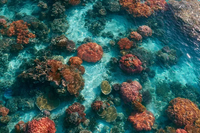 Reef Glow