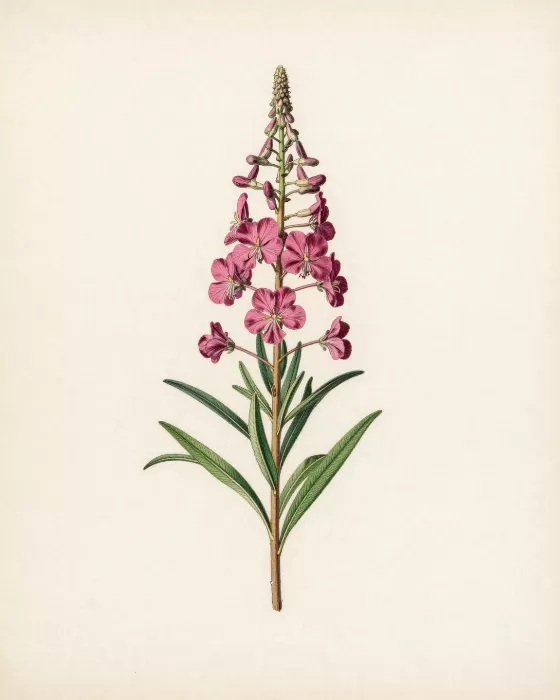 Acadian Bloom