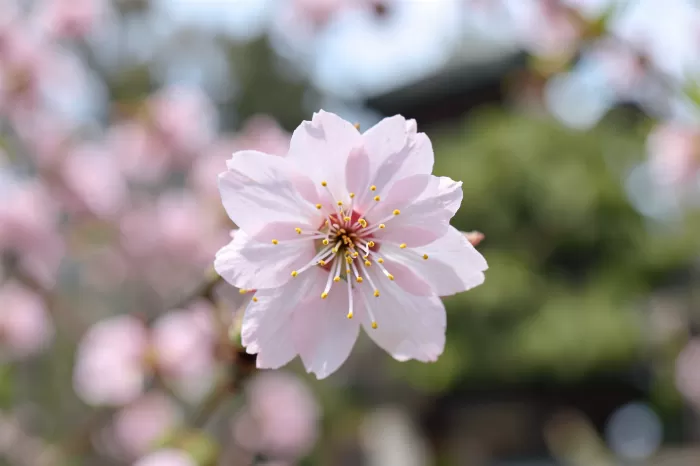 Pagoda Petals