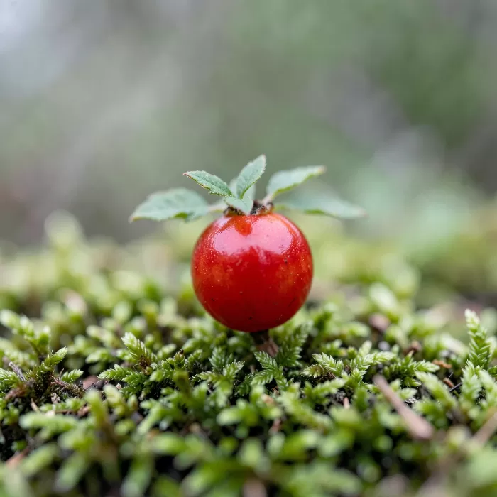Partridgeberry
