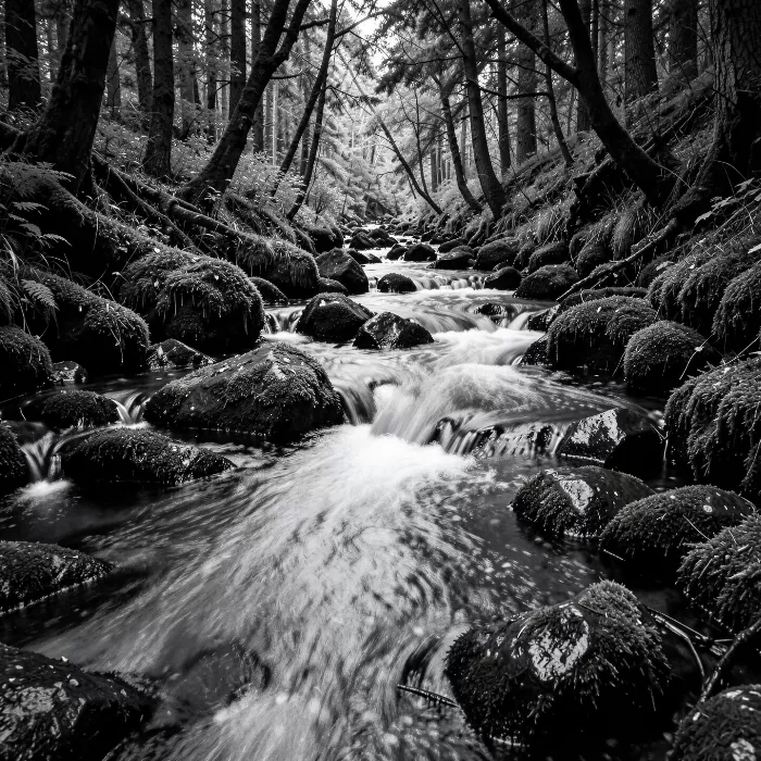 Shadowed Rapids