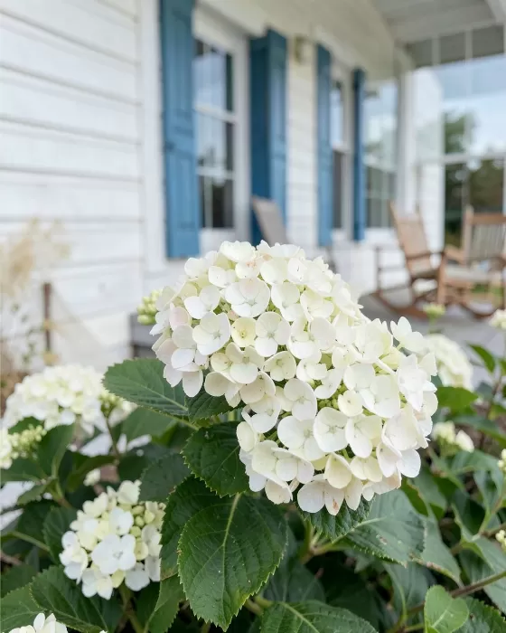 Beachside Petals
