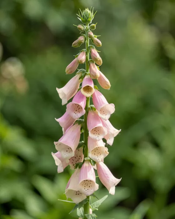 Foxglove Light