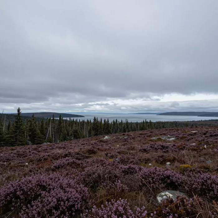 Trail Heather