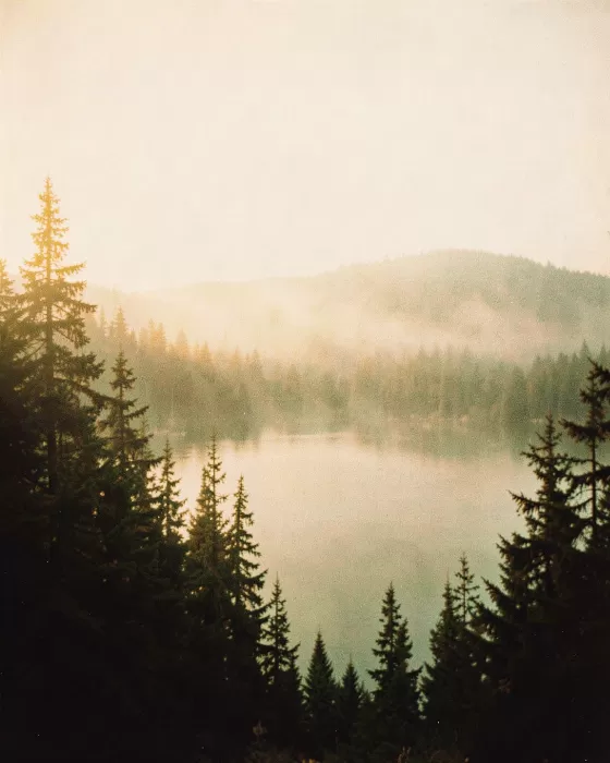 Faded Wilderness