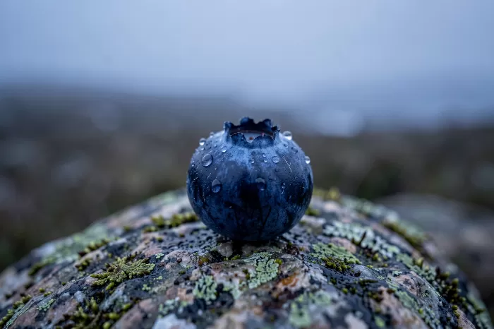 Dewberry