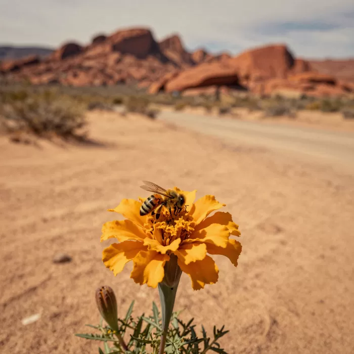 Route Bloom