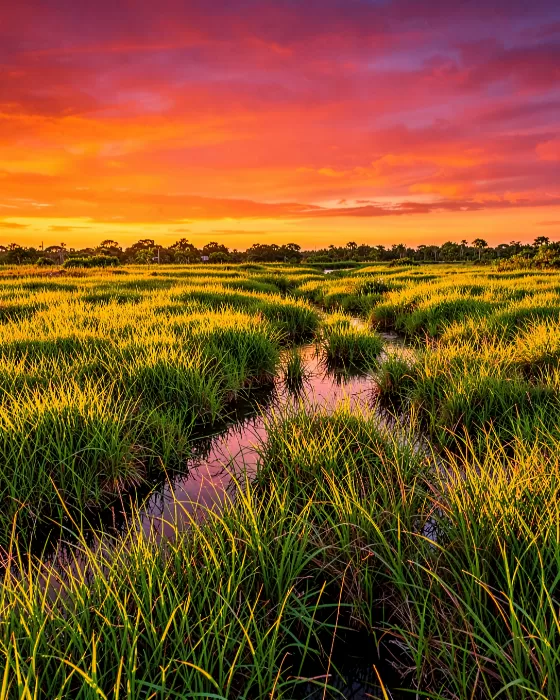 Everglades Sunrise
