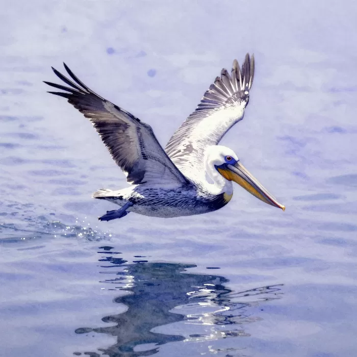 Sea Skimmer