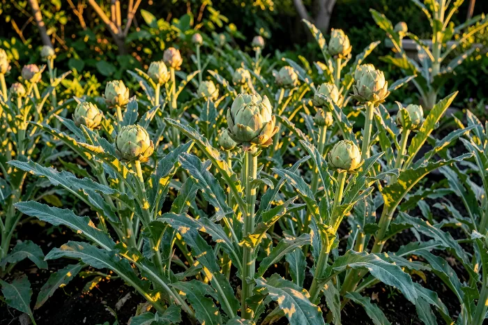 Artichoke Glow