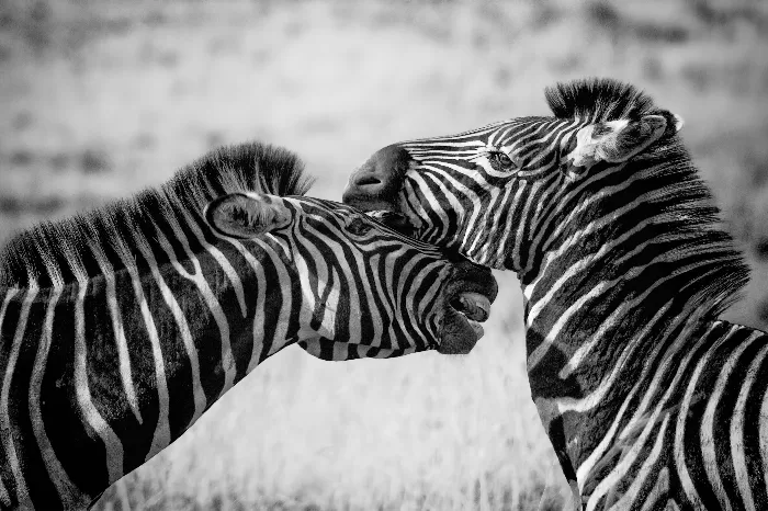 Zebra in the wild image