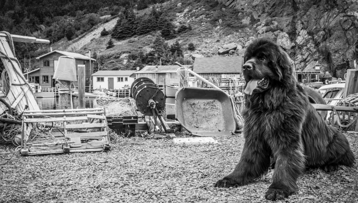 Allan Doyle Quidi Vidi BW