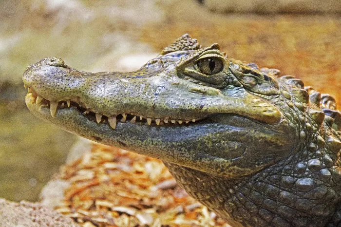 Reptile animal crocodile wildlife