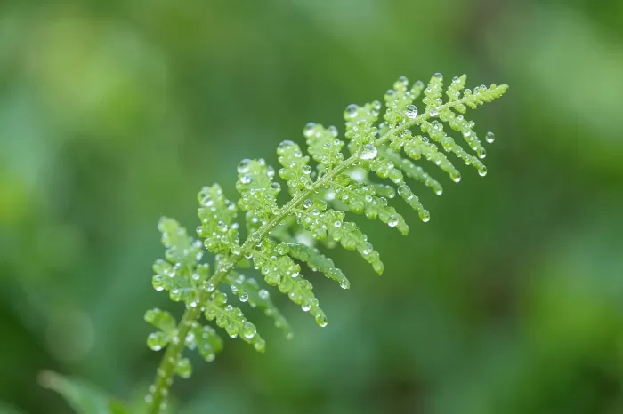Emerald Spiral