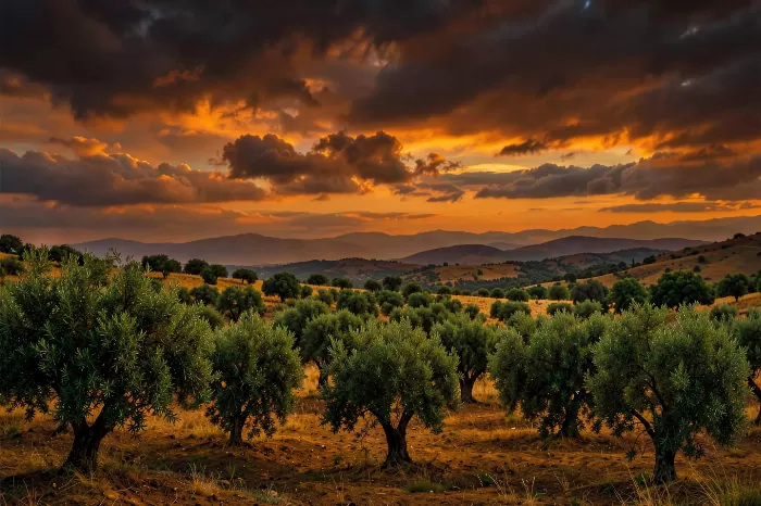 Hillside Olives