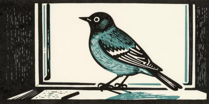 Window Bird