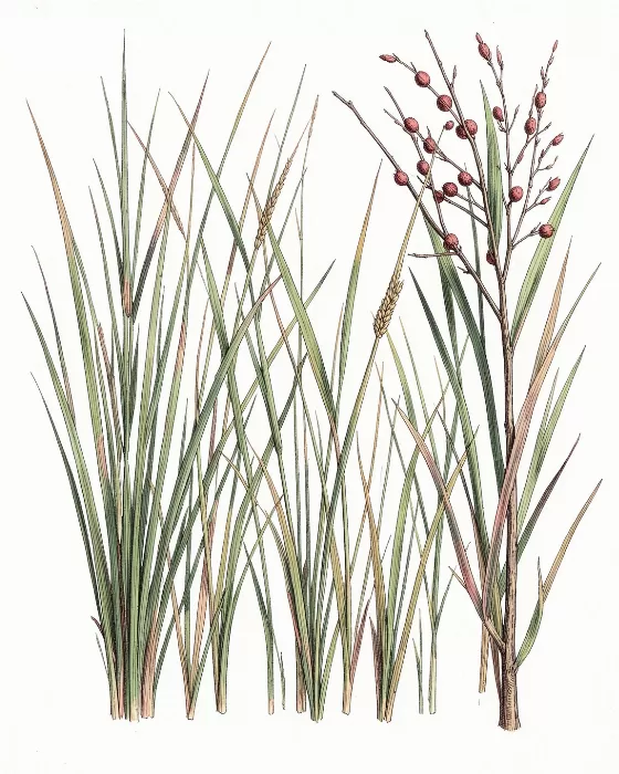 Cordgrass Specimen