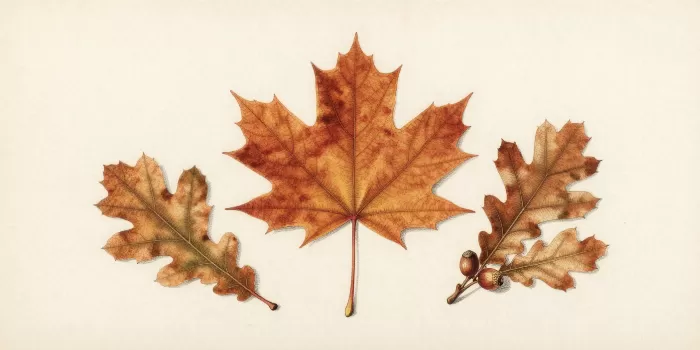 Maple Oak