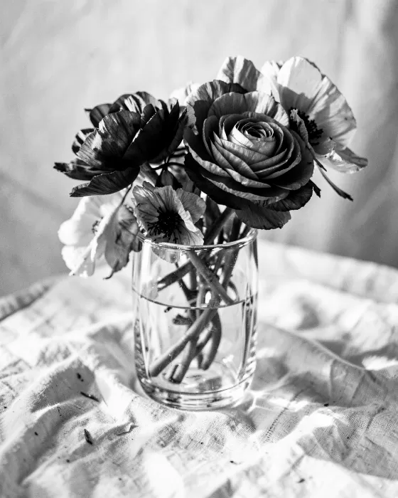 Ranunculus Anemones