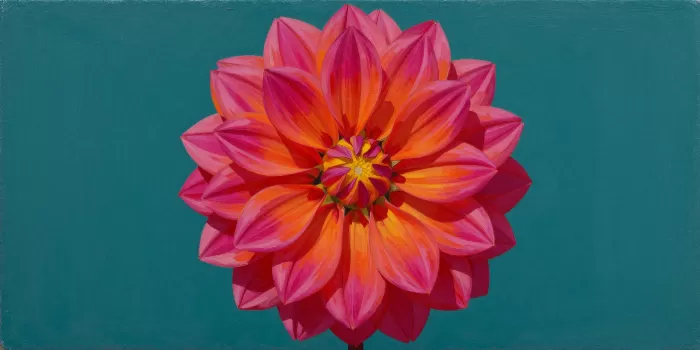 Magenta Dahlia