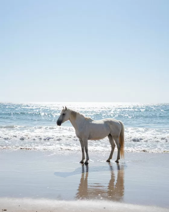 Tideline II