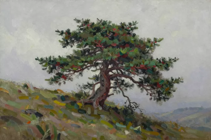 Tuckamore Spruce