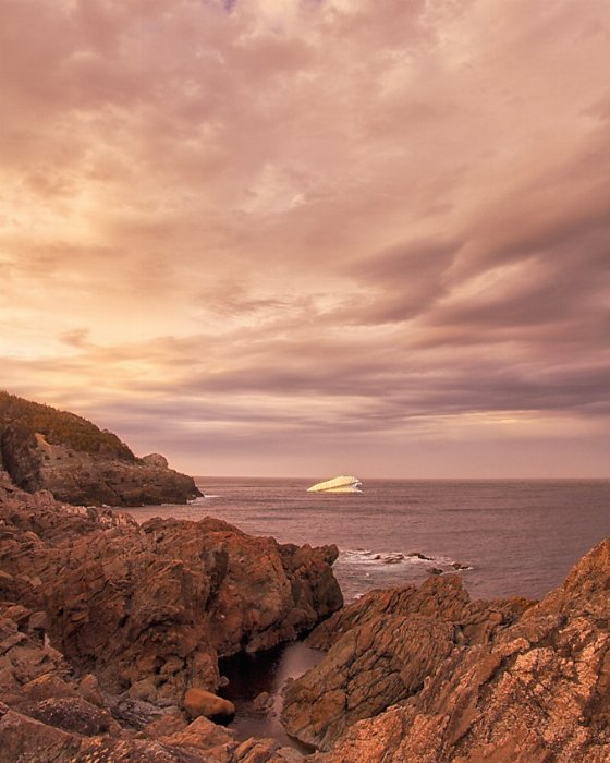 Coastal Beauty - Newfoundland art print
