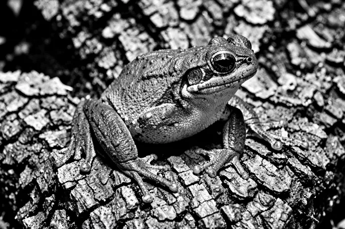 Tree Frog