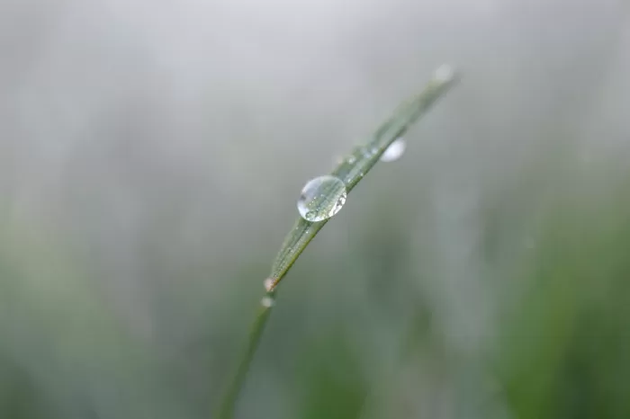 Dewy Reed