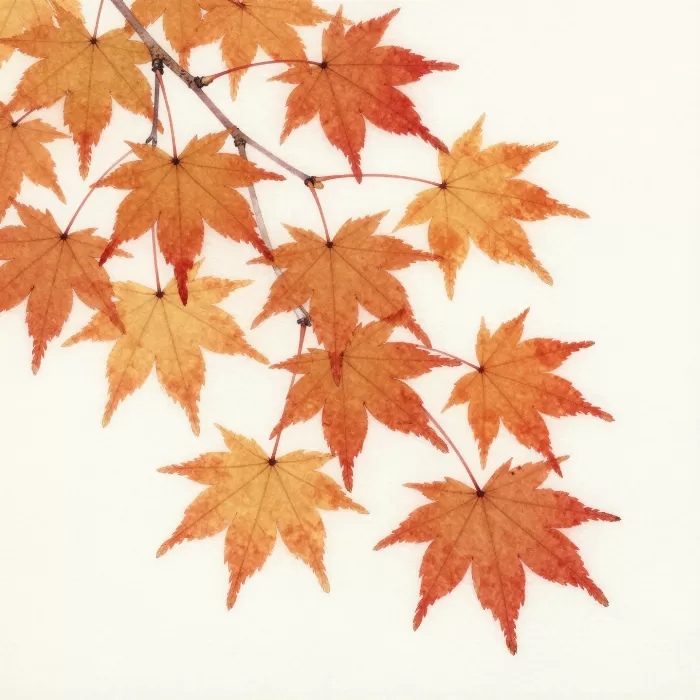 Amber Branch