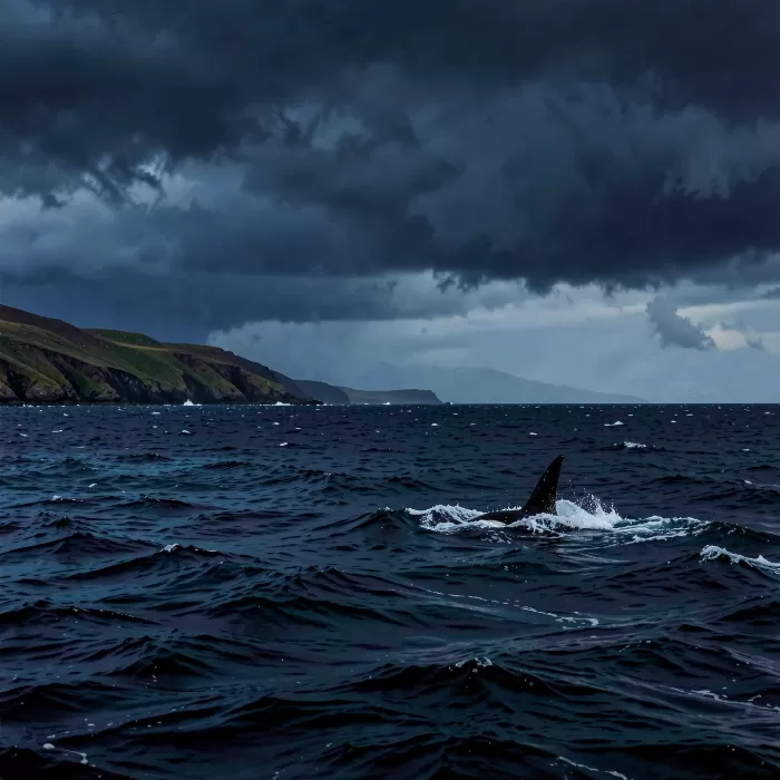 Storm Fin