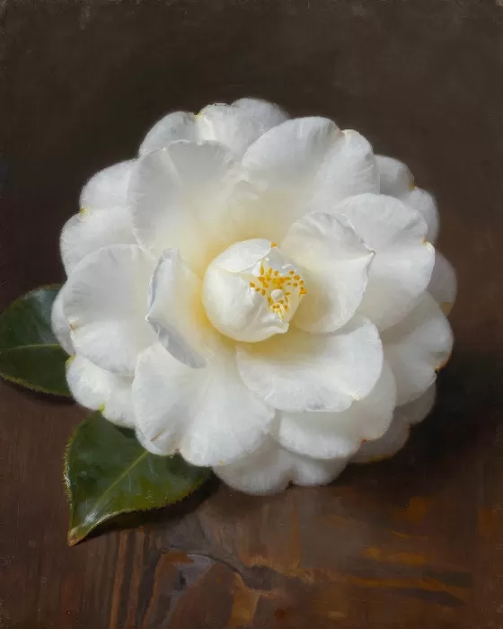 Camellia Still