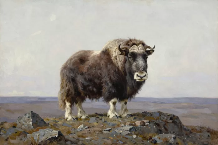 Muskox