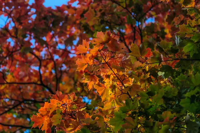 Fall Leafs Canvas