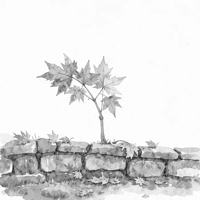 Maple Bough