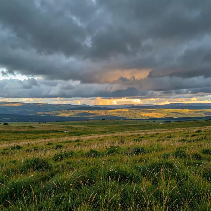 Nordic Meadow