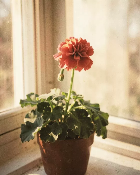 Windowsill Glow