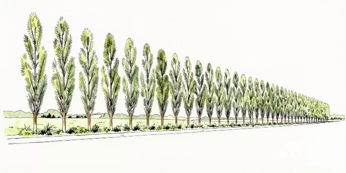 Roadside Poplars