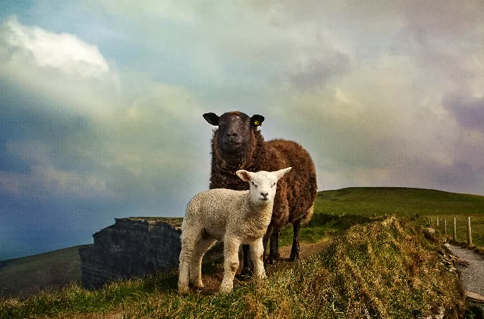 Lamb