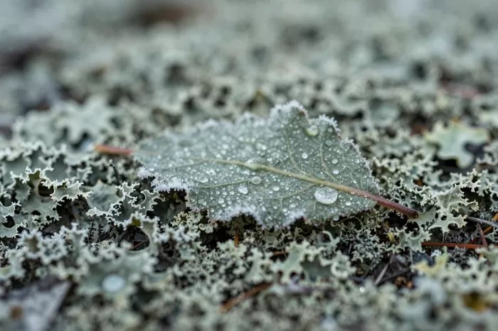 Lichen Rest