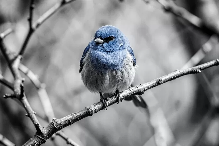 Solitary Bluebird