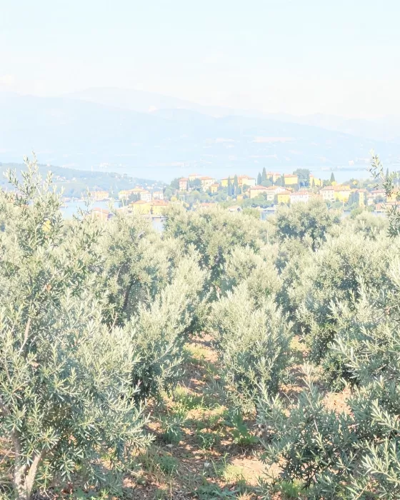 Garda Olives