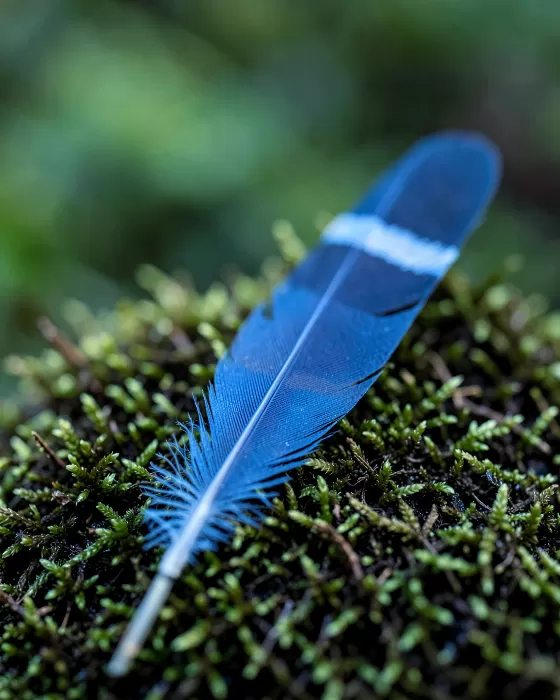 Jay Blue