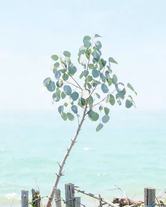 Coastal Eucalyptus