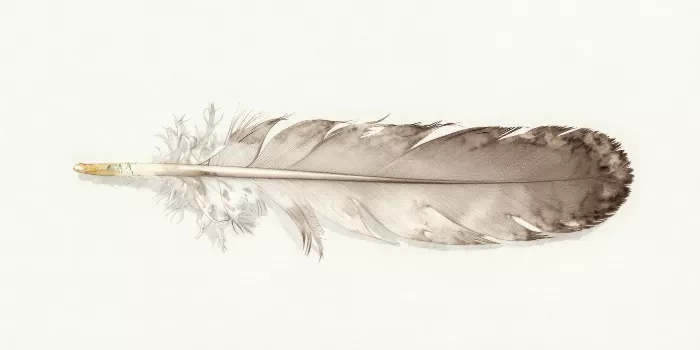 Feather Study III